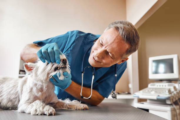 Best Emergency Denture Repair in North Fort Myers, FL